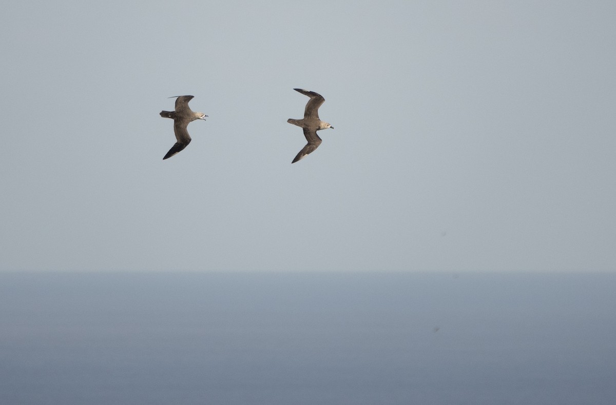 Kermadec Petrel - ML514781511