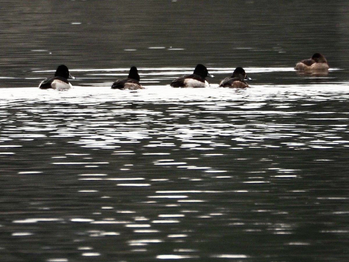 Ring-necked Duck - Wendy Feltham