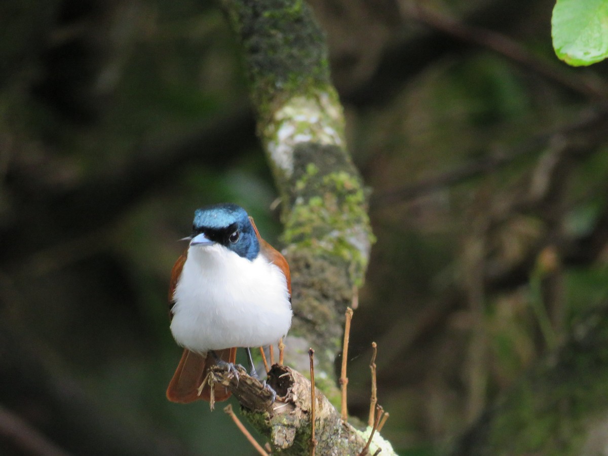 Shining Flycatcher - ML51478191