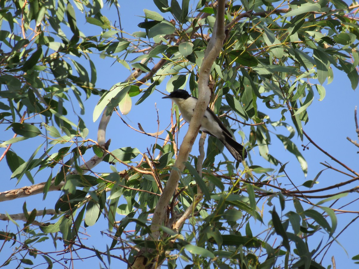 Restless Flycatcher - ML51478291