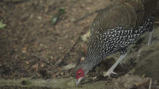 bažant tmavý - ML514784461