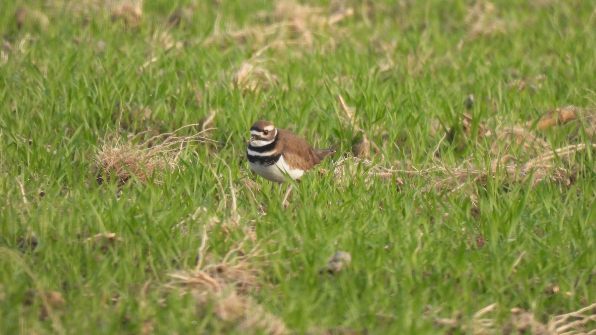 Killdeer - Karen Evans