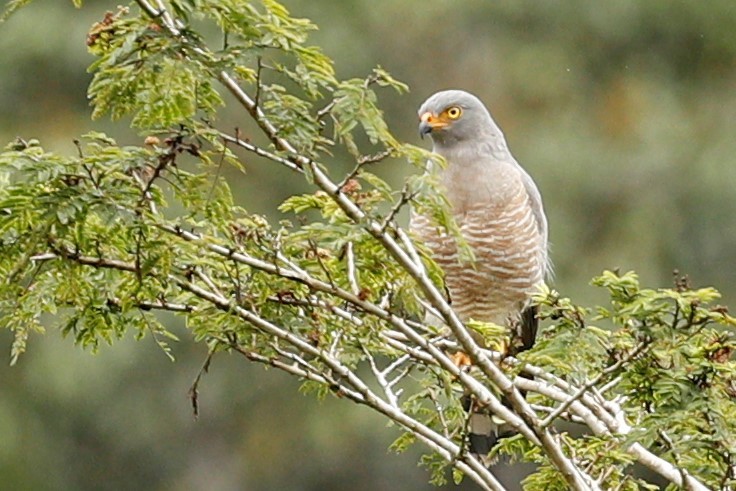 Roadside Hawk - ML514786211