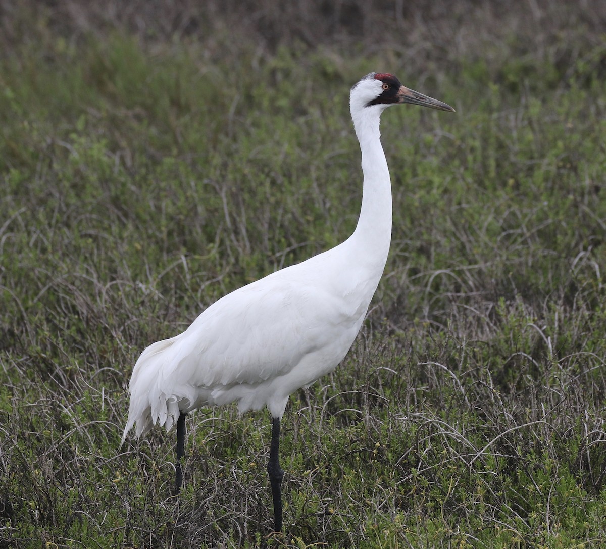 Whooping Crane - ML51478731