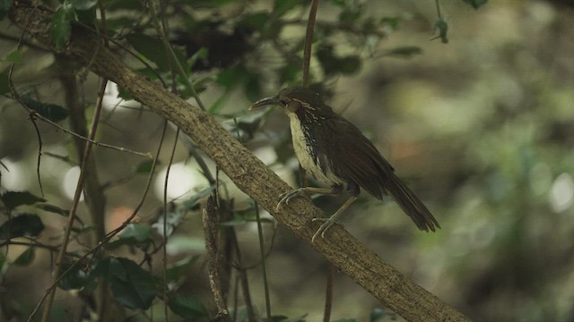 Large Scimitar-Babbler - ML514787421