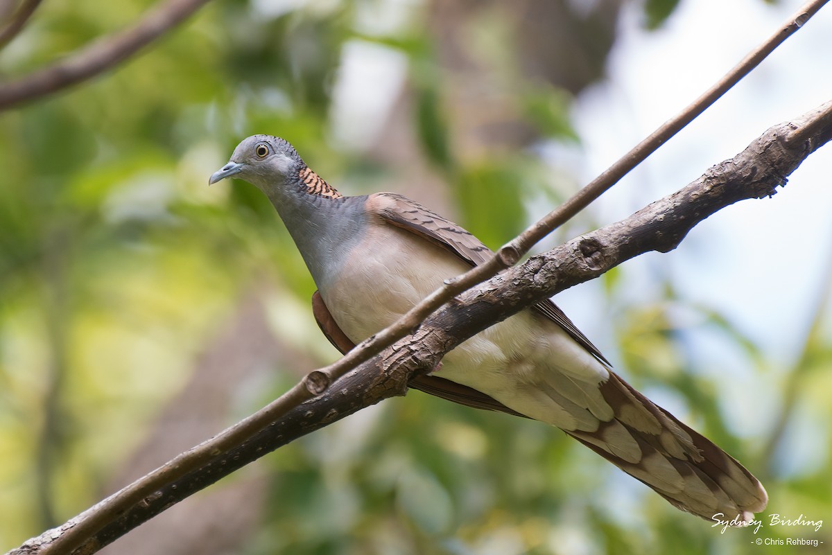 Bar-shouldered Dove - Chris Rehberg  | Sydney Birding