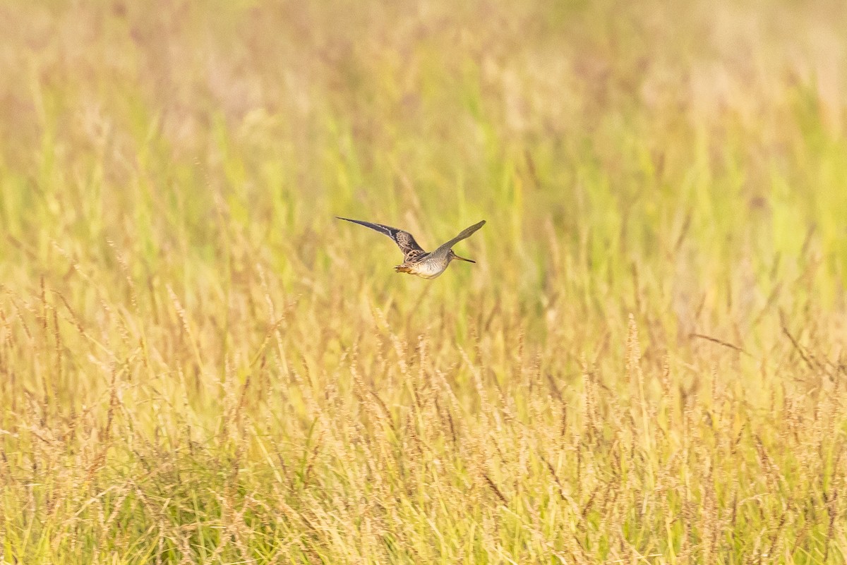 Latham's Snipe - ML514787841