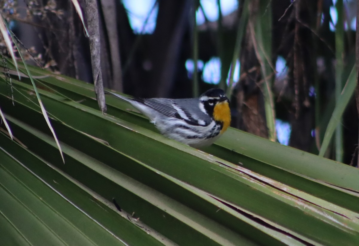 Yellow-throated Warbler - ML514788041