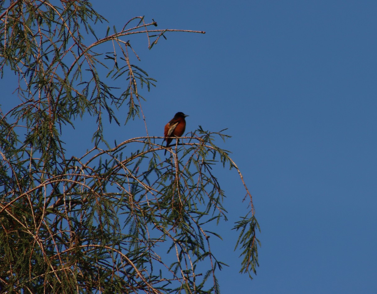 Orchard Oriole - ML514788471