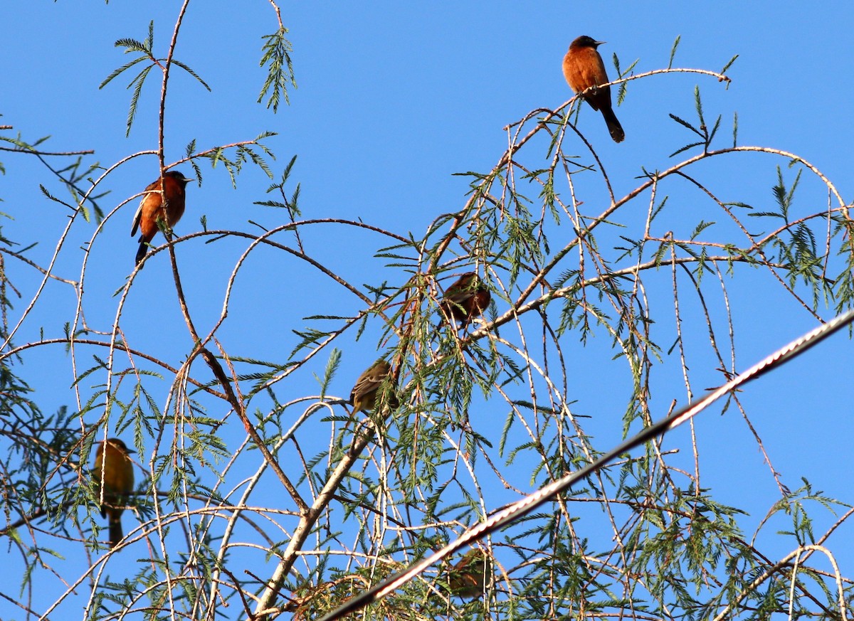 Orchard Oriole - ML514788491