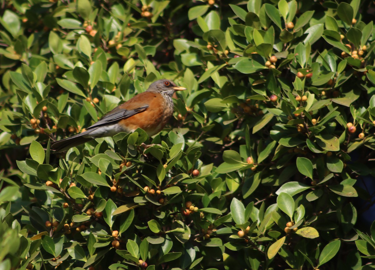 Rufous-backed Robin - ML514788731