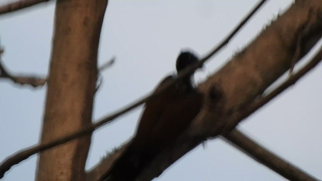 Malabar Flameback - ML514789451