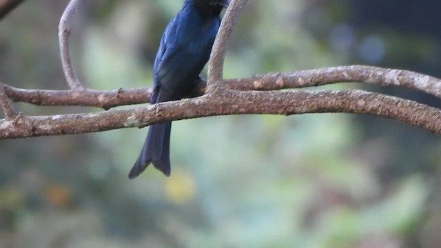 Bronzed Drongo - ML514790121