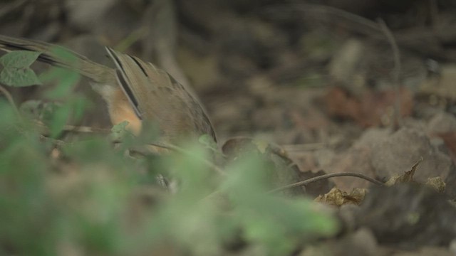 Lesser Necklaced Laughingthrush - ML514791301