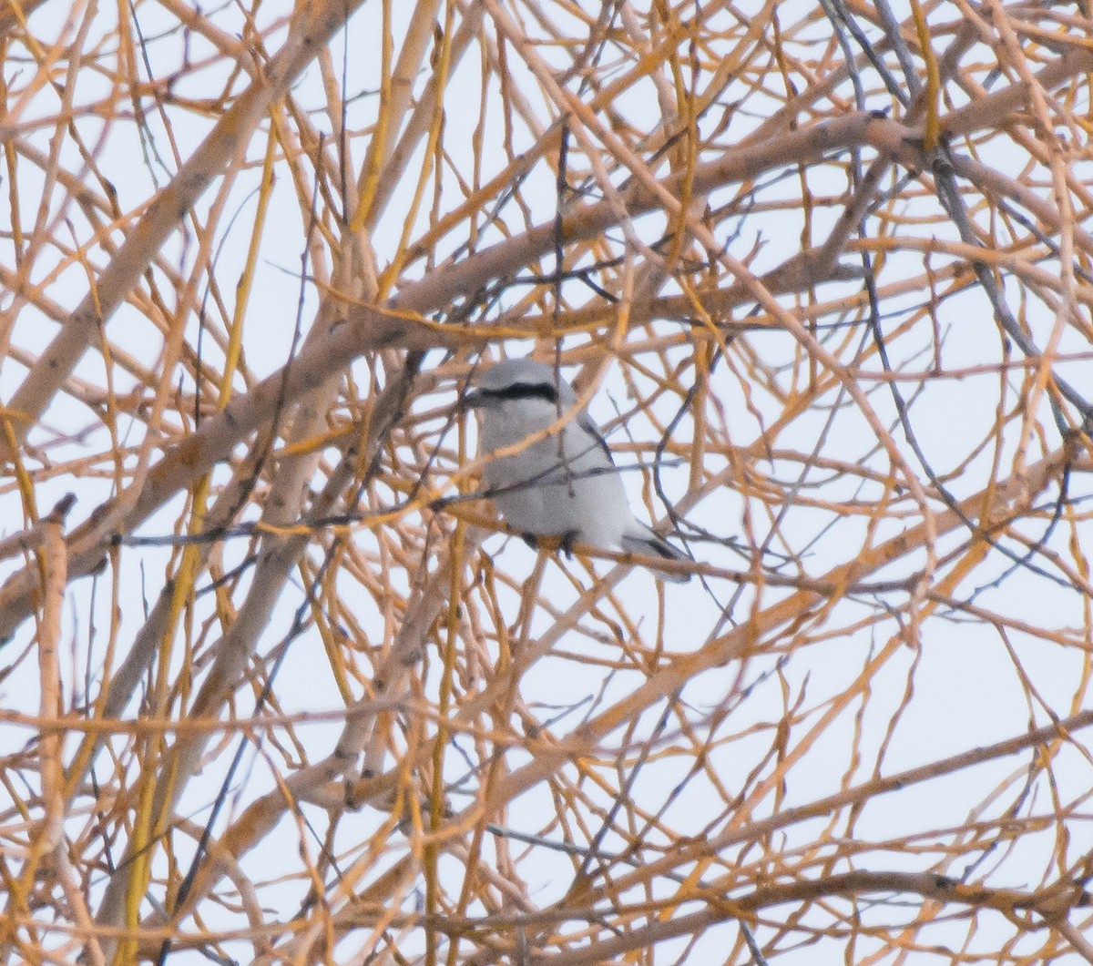 Northern Shrike - ML51479301