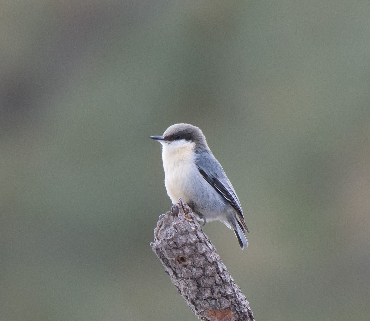 Pygmy Nuthatch - Gordon Karre