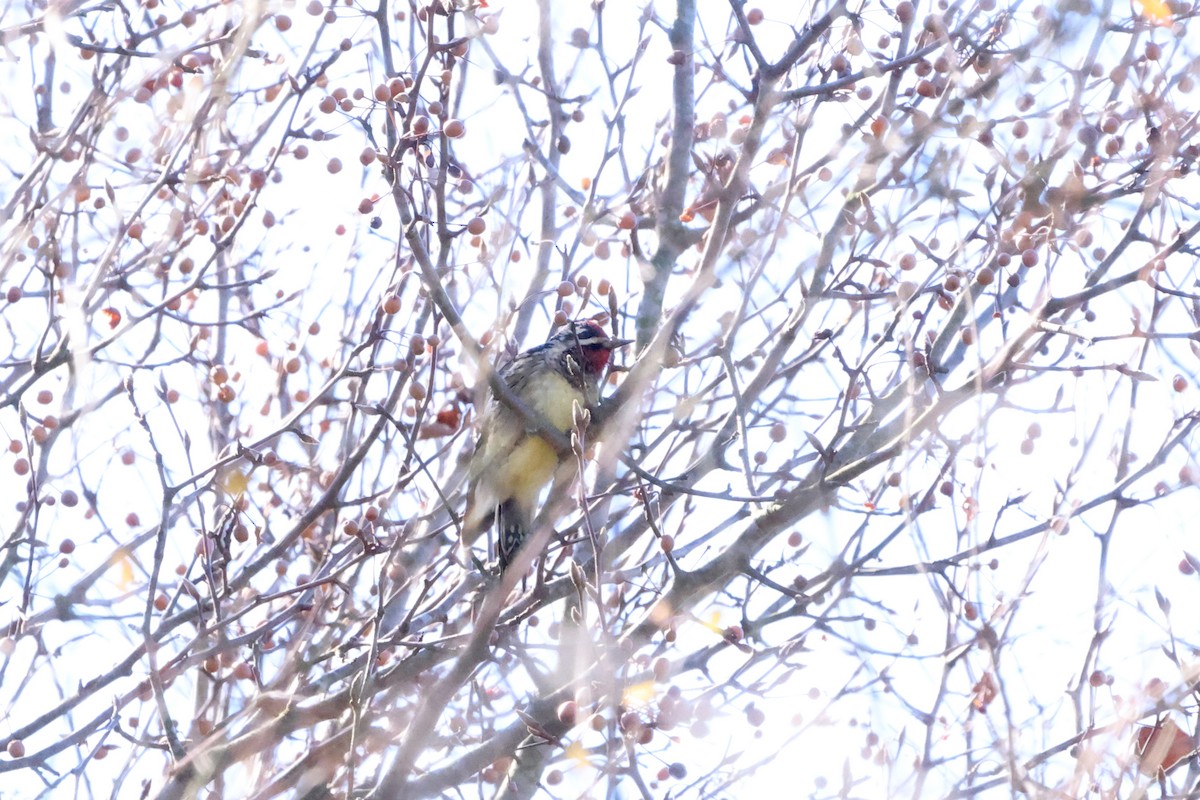 Yellow-bellied Sapsucker - ML514793741