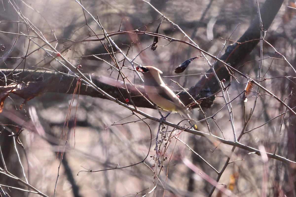 Cedar Waxwing - ML514793851