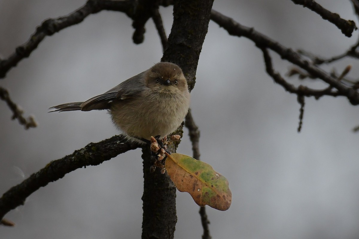 Bushtit - Della Alcorn