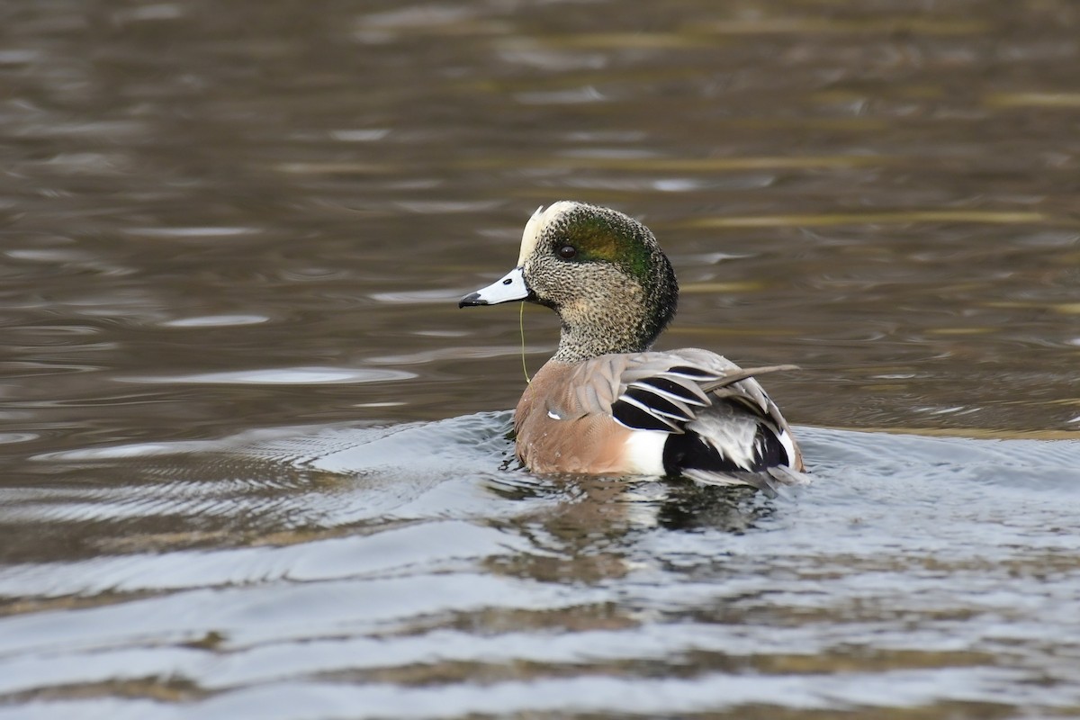 American Wigeon - ML514794211