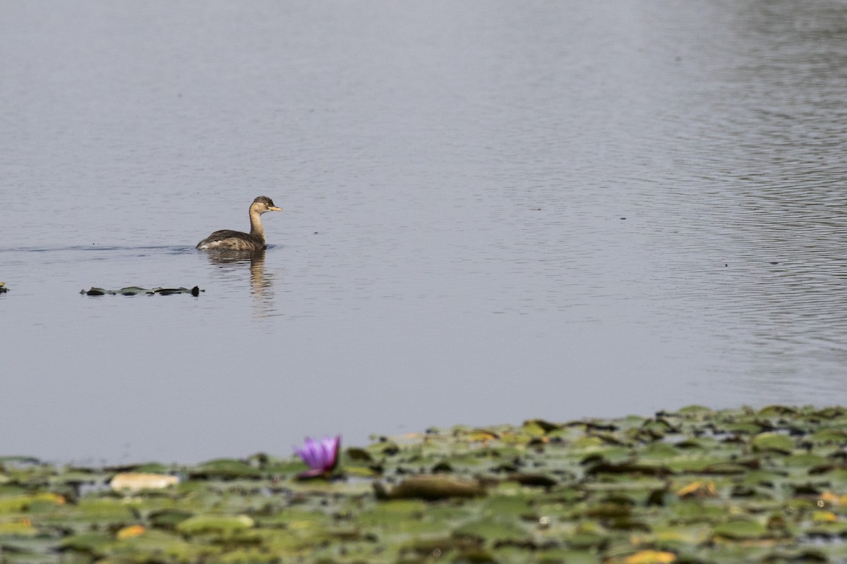 Little Grebe - ML514794851