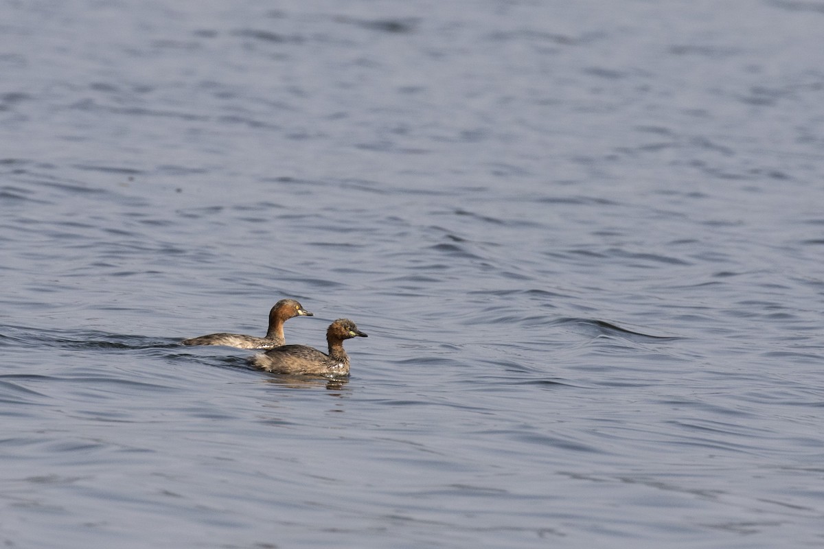 Little Grebe - ML514794861