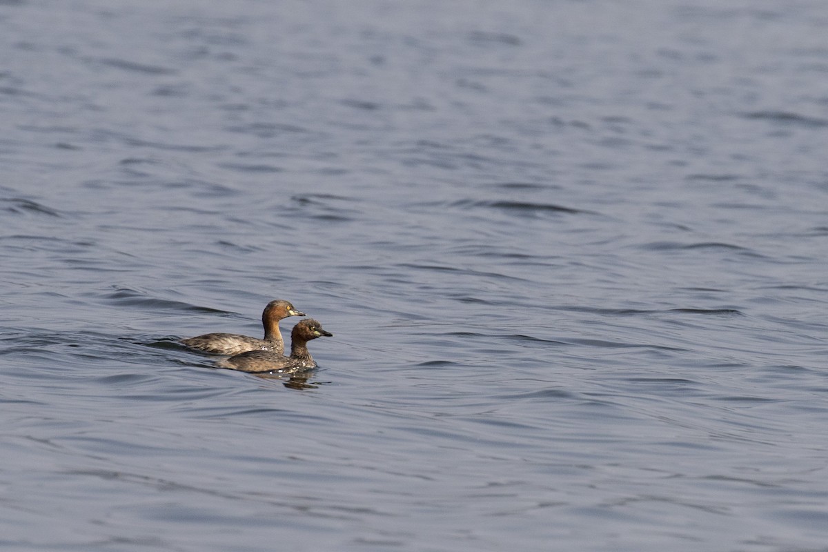 Little Grebe - ML514794871