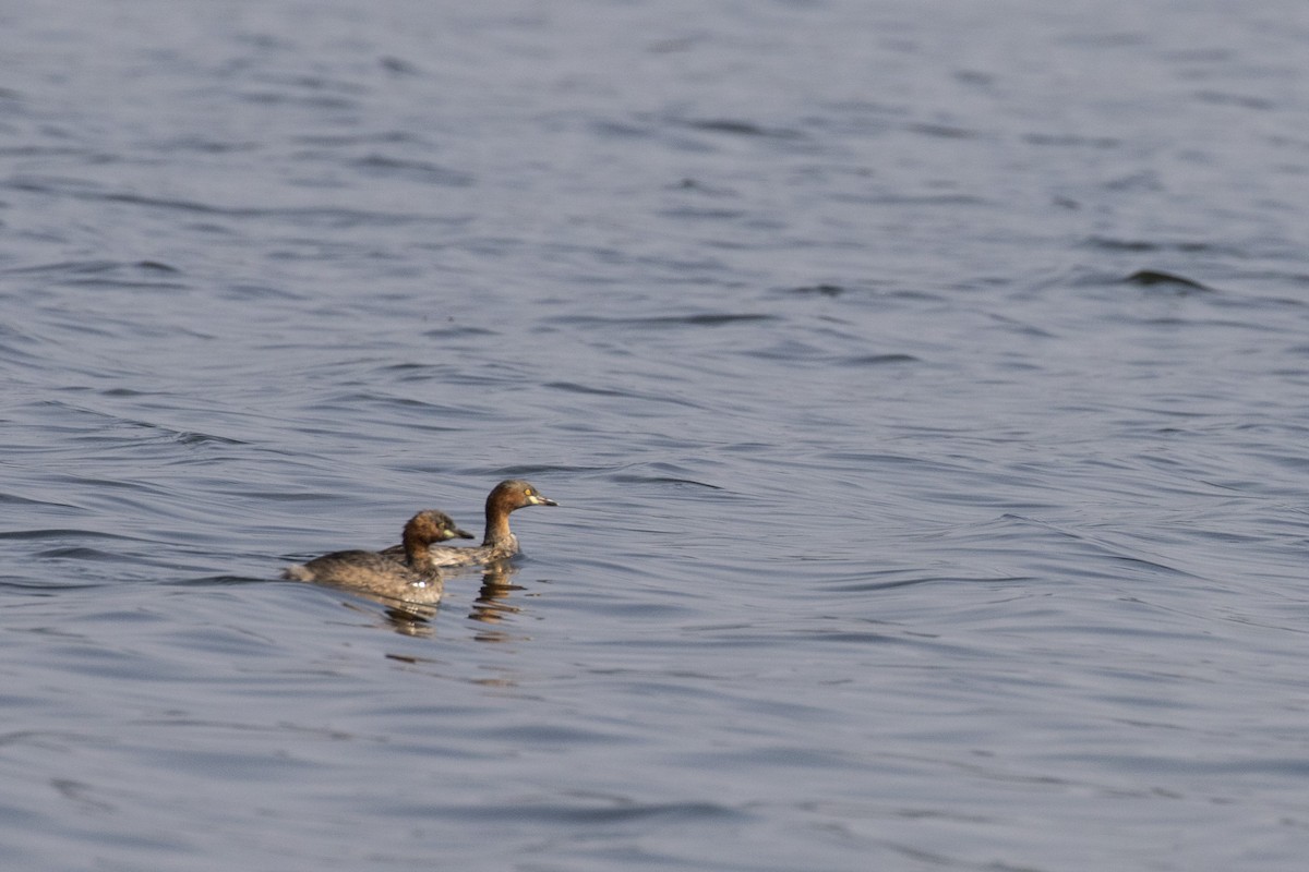 Little Grebe - ML514794881