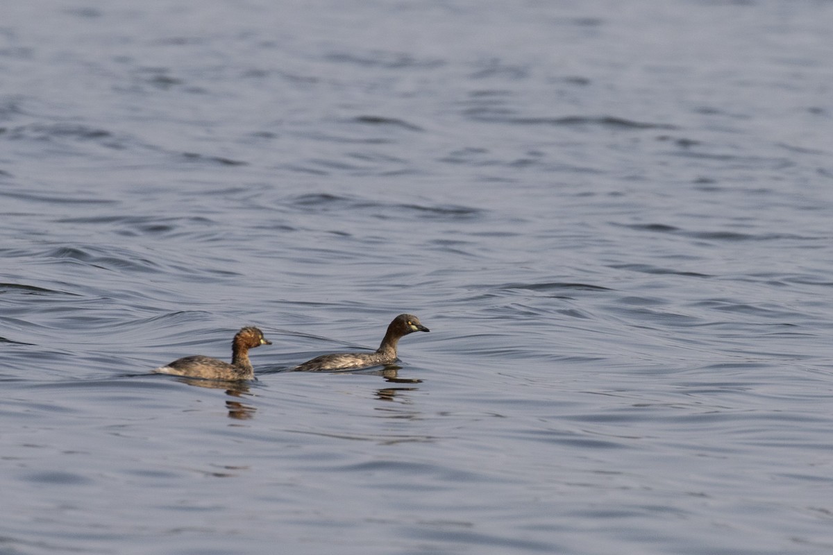 Little Grebe - ML514794891