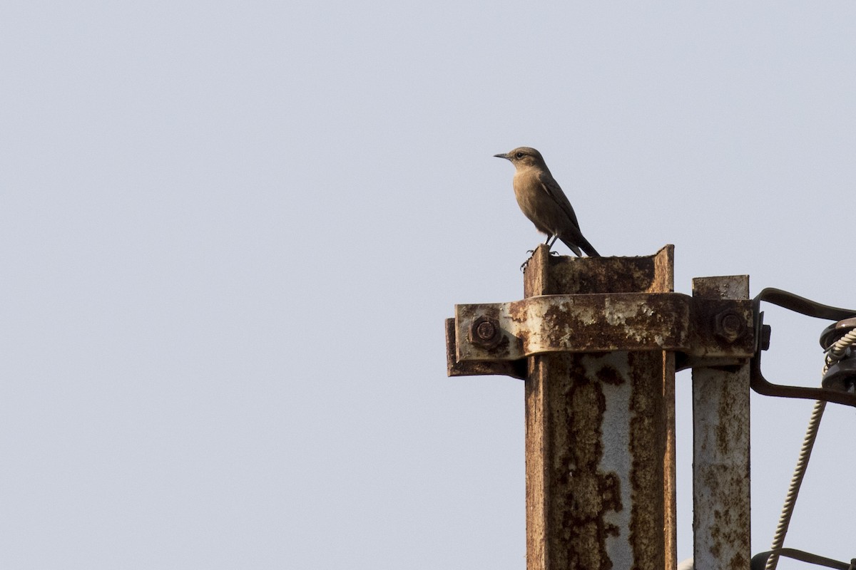 Brown Rock Chat - ML514794931