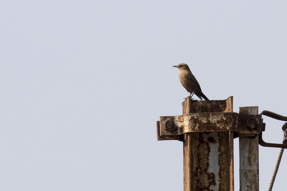 Brown Rock Chat - ML514794941