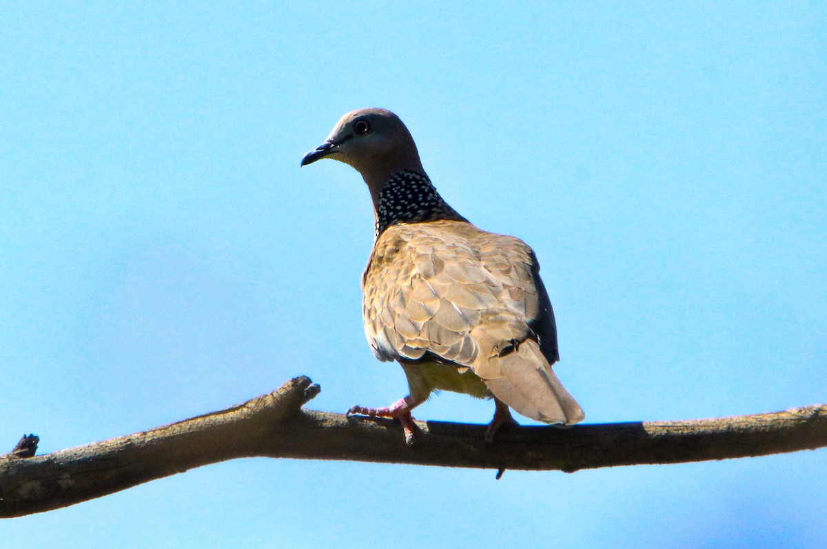 Spotted Dove - ML514795511