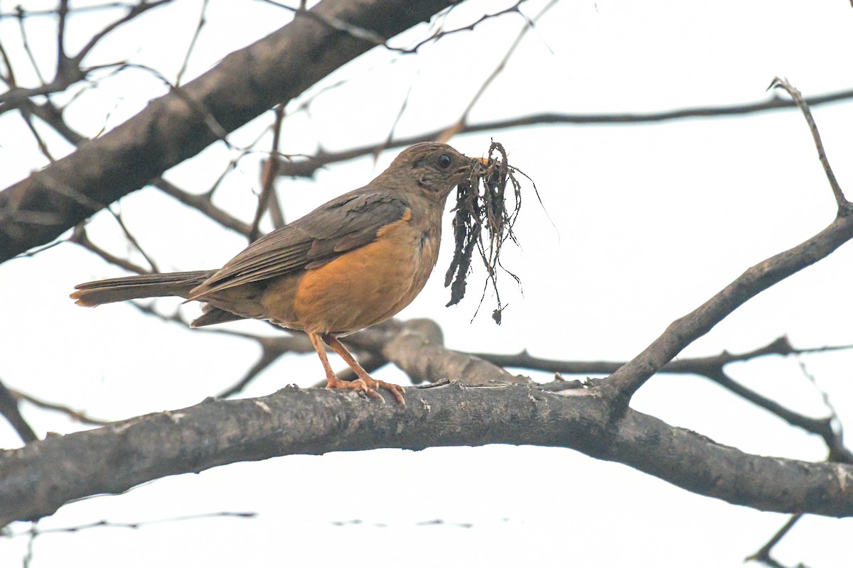 African Thrush - Raphaël Nussbaumer