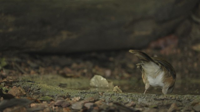 Lesser Necklaced Laughingthrush - ML514796511