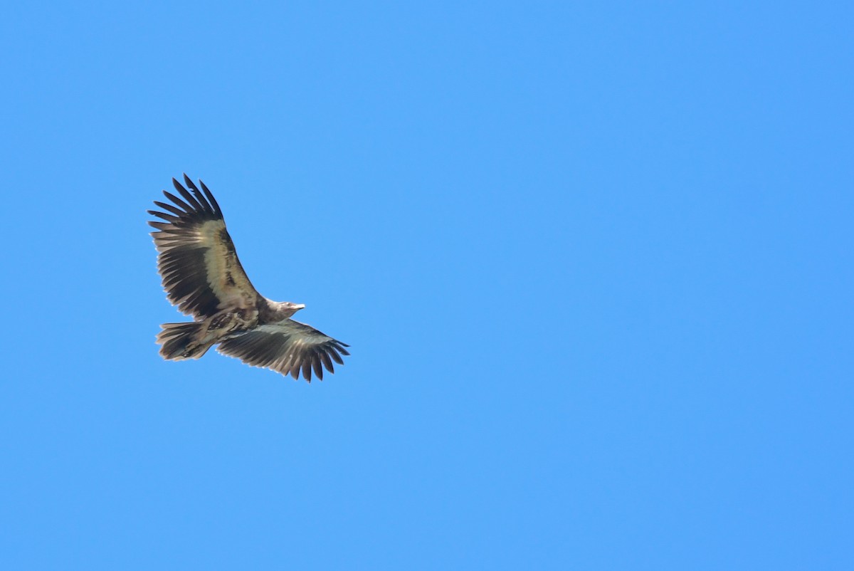 Palm-nut Vulture - Raphaël Nussbaumer