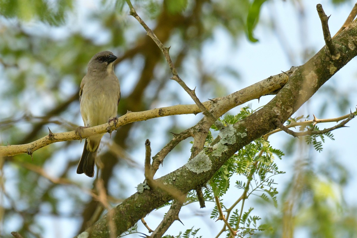 Moineau gris - ML514797341