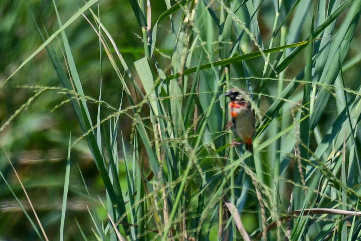 Southern Red Bishop - Raphaël Nussbaumer