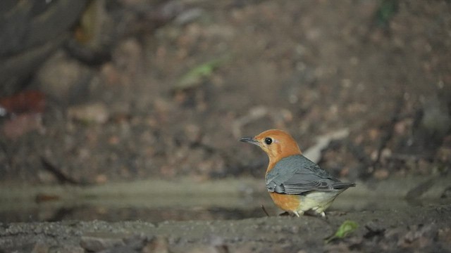 drozd oranžovohlavý - ML514798021