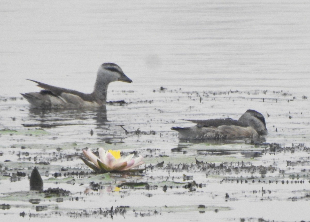 Cotton Pygmy-Goose - ML514799241