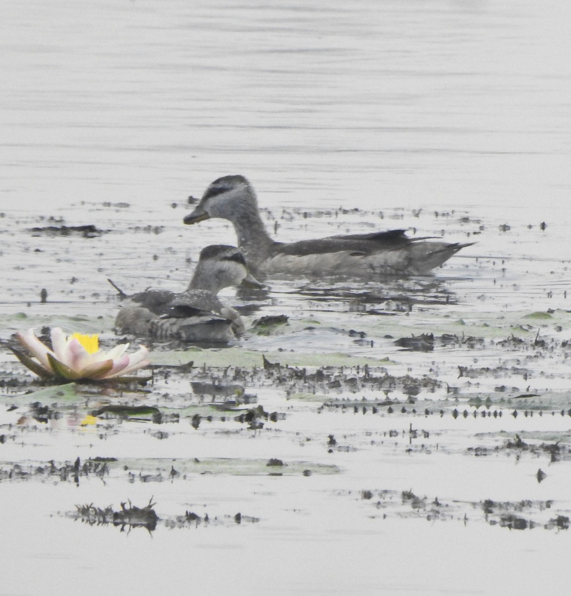 Cotton Pygmy-Goose - ML514799261