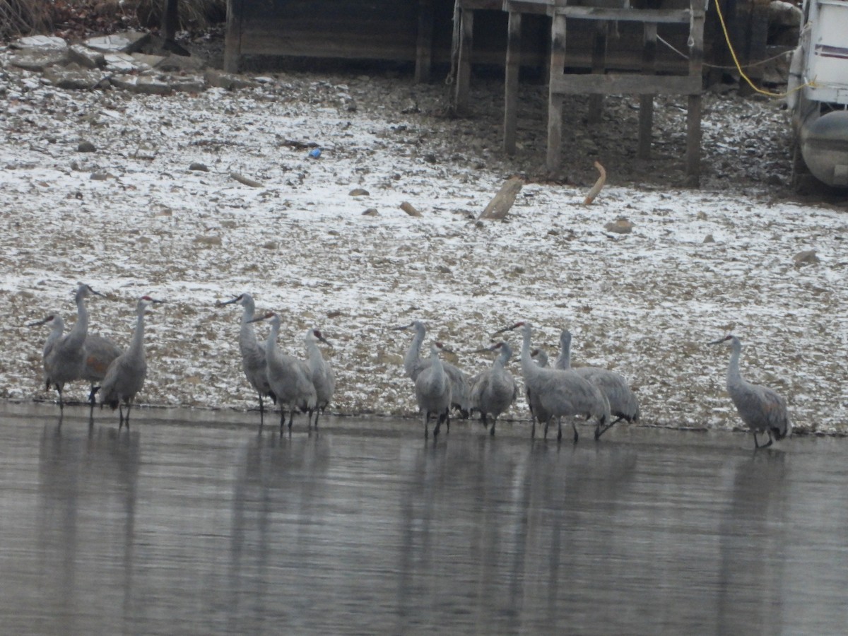 Sandhill Crane - ML514799491