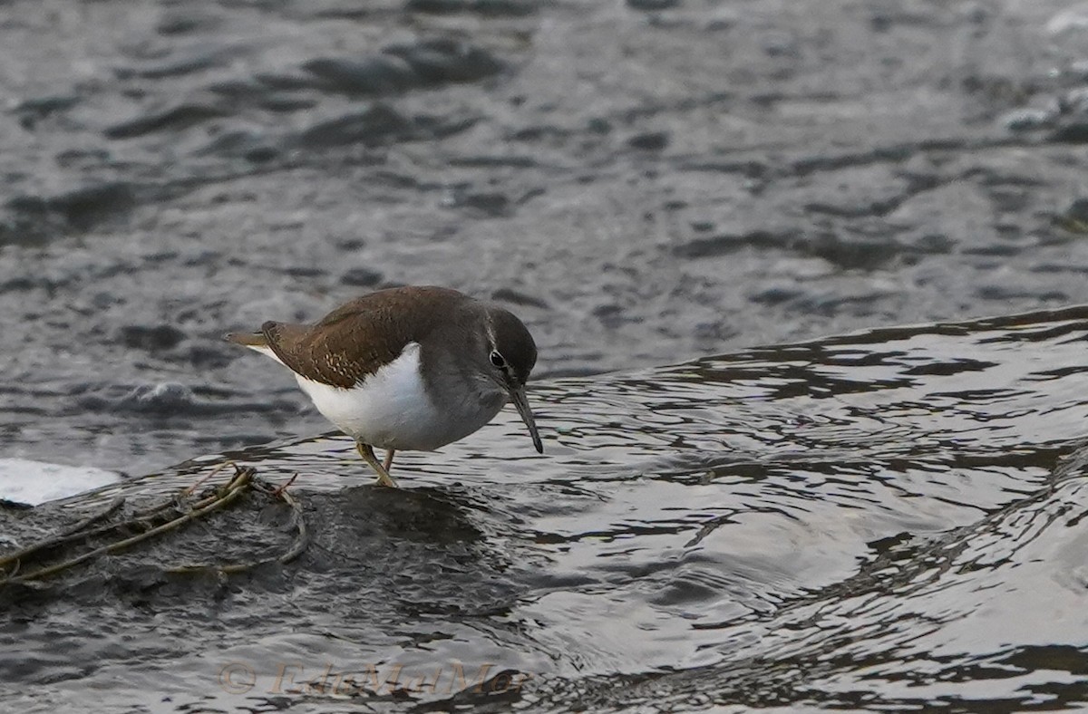 Common Sandpiper - ML514799861