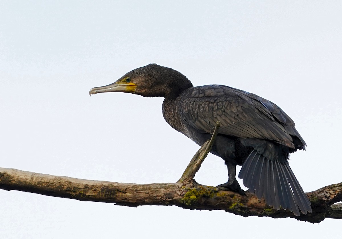 Great Cormorant - José Eduardo Mateos Moreno