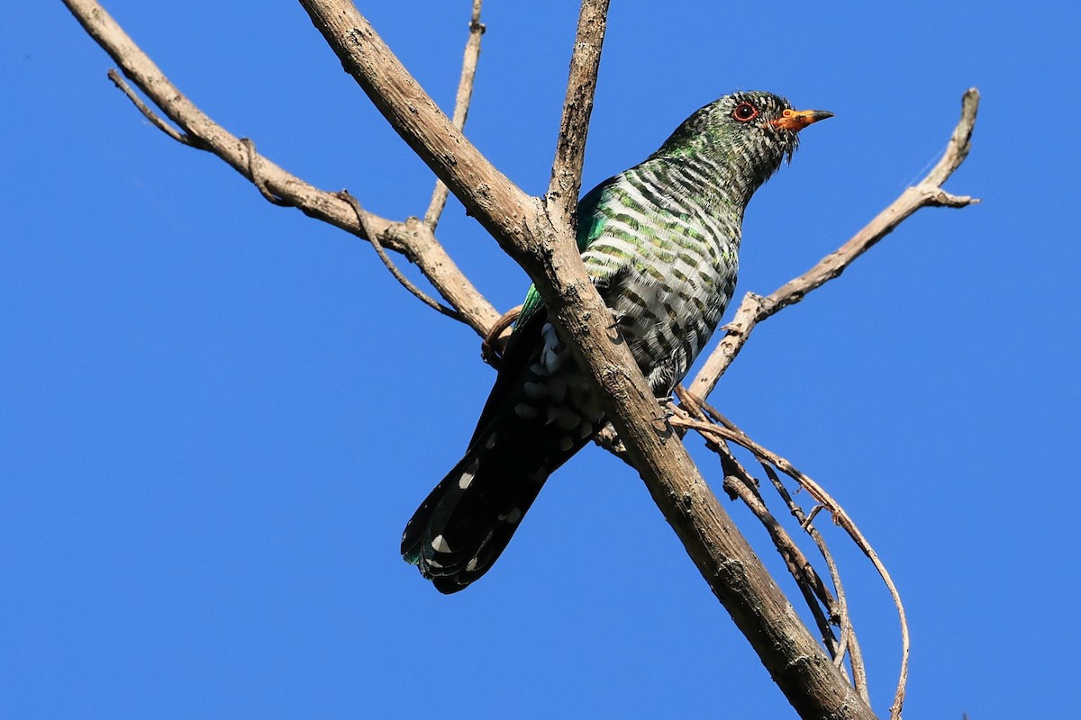 Asian Emerald Cuckoo - ML514801331