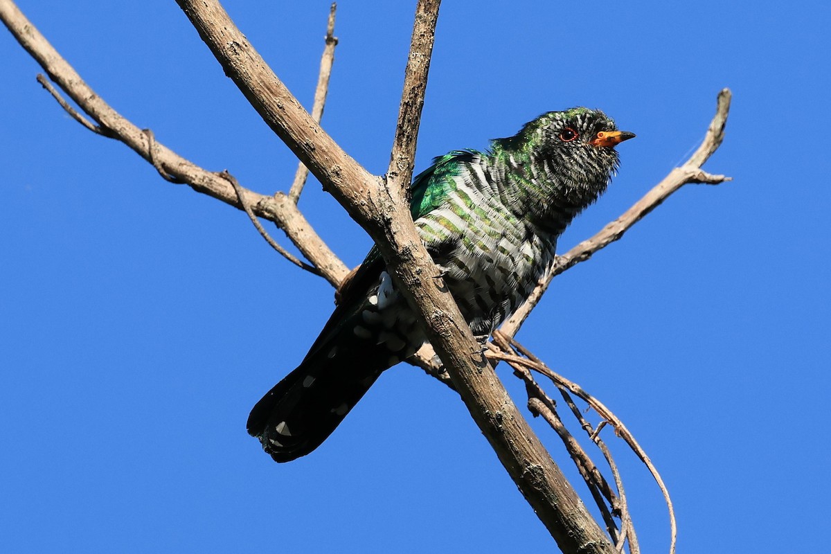 Asian Emerald Cuckoo - ML514801351