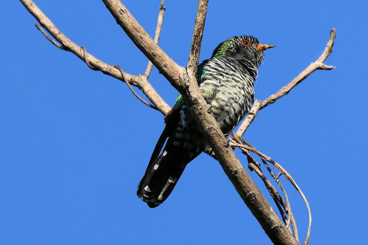 Asian Emerald Cuckoo - ML514801361
