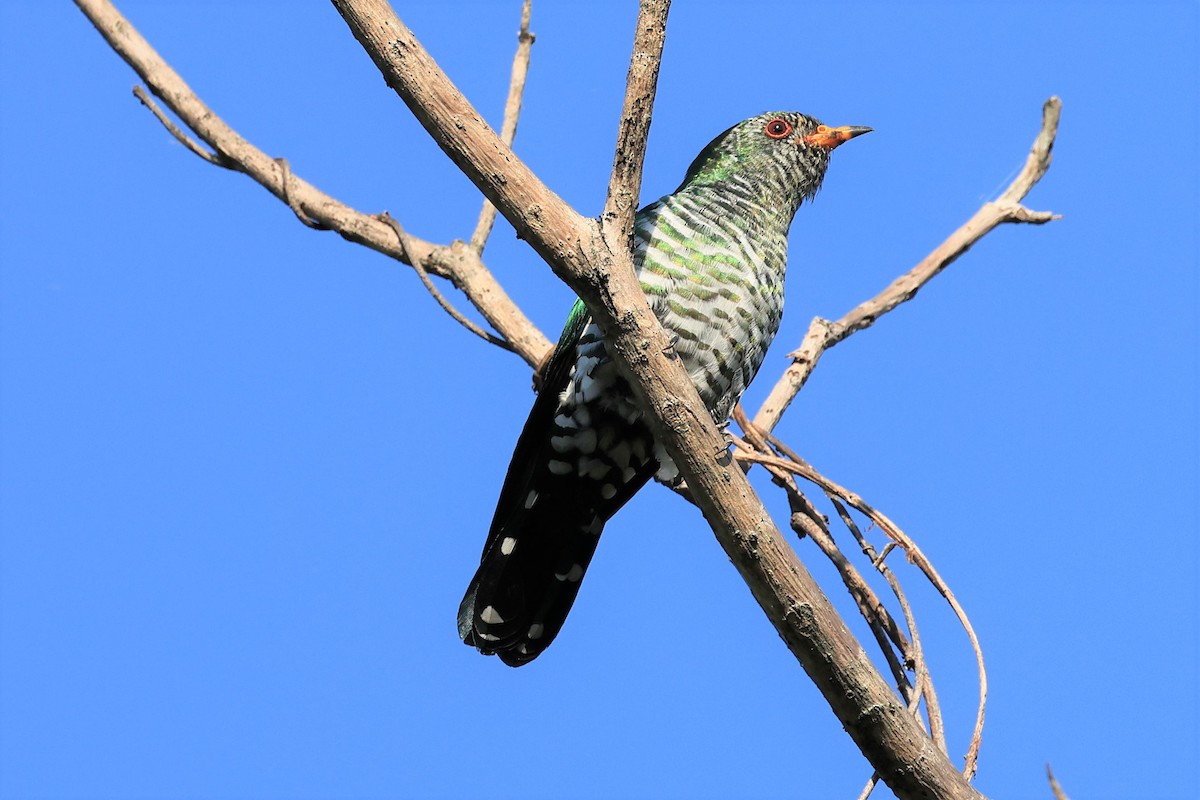 Asian Emerald Cuckoo - ML514801451