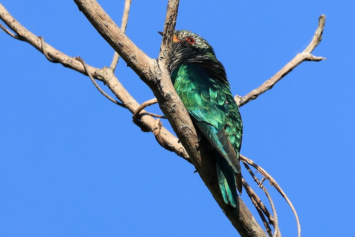 Asian Emerald Cuckoo - ML514801471