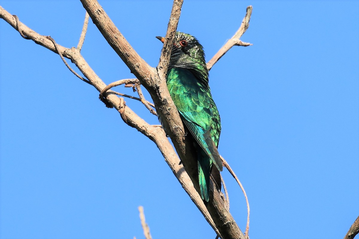 Asian Emerald Cuckoo - ML514801491