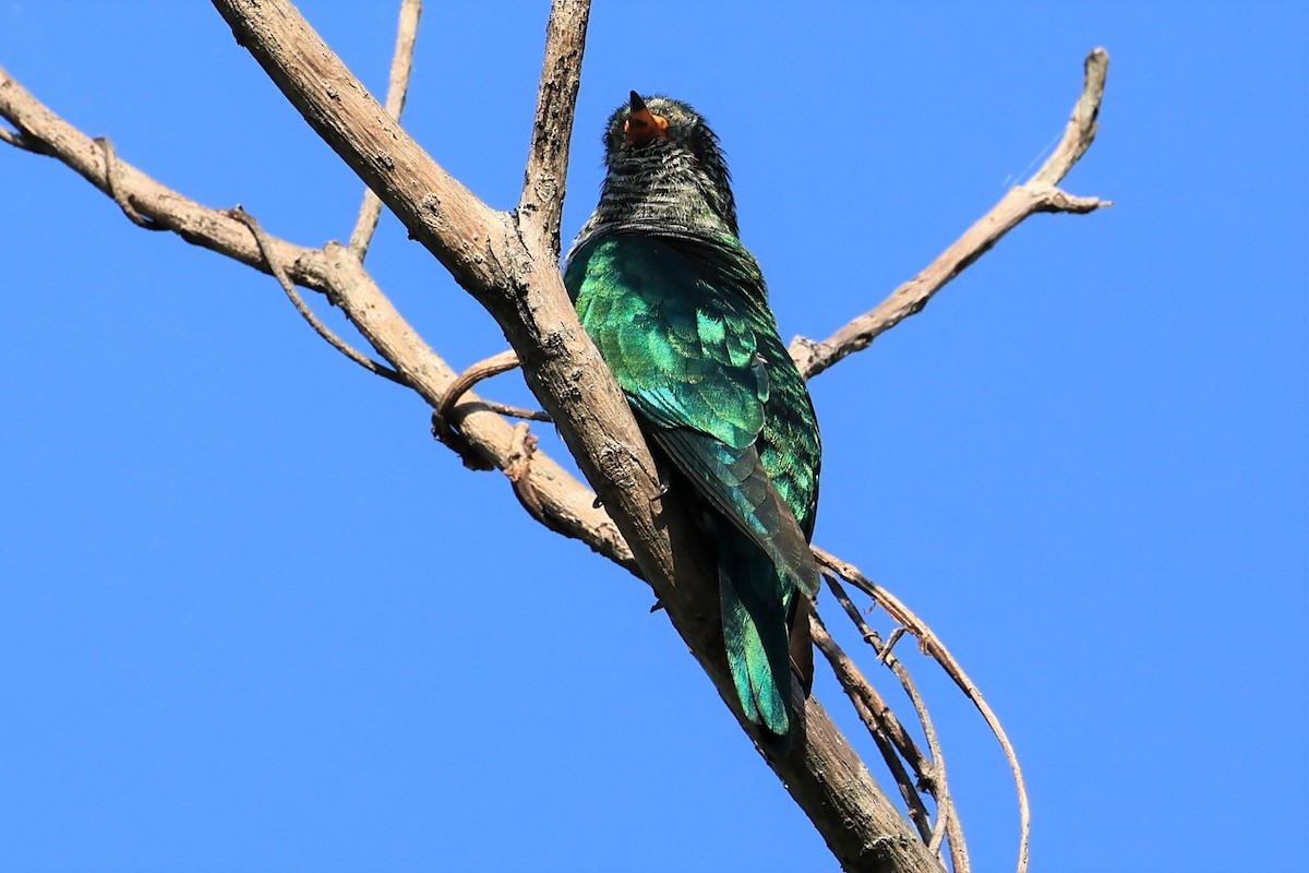 Asian Emerald Cuckoo - ML514801501